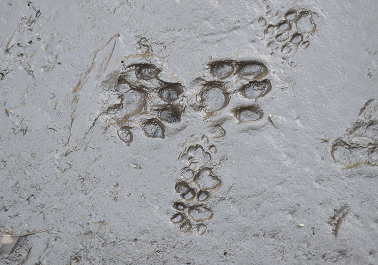 Pegadas de raposa e crias junto rio Paiva - Arouca