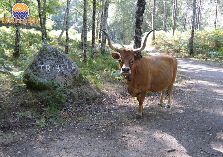 Gado de Raça Barrosã - Parque Nacional da Peneda-Gerês Gado de Raça Barrosã - Parque Nacional da Peneda-Gerês